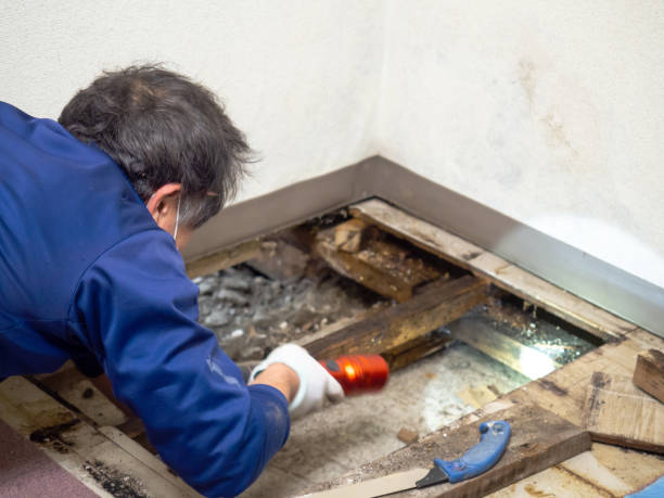 Best Local Mold Removal Service  in Lido Beach, NY