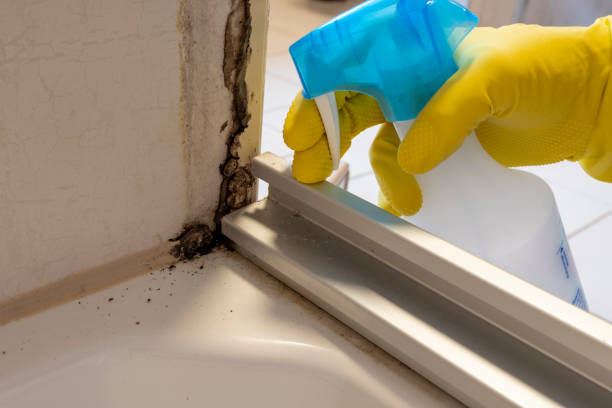 Best Residential Mold Removal  in Lido Beach, NY